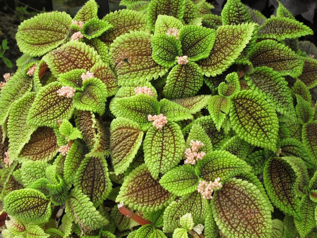 piléia involucrata