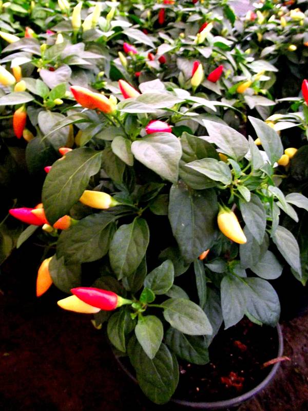 pimenta-capsicum-2