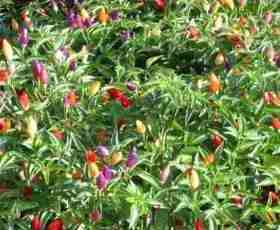 pimenta ornamental