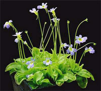 pinguicula_4