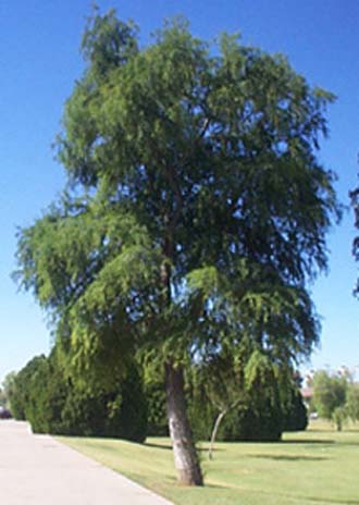 pinheiro-do-brejo (taxodium)