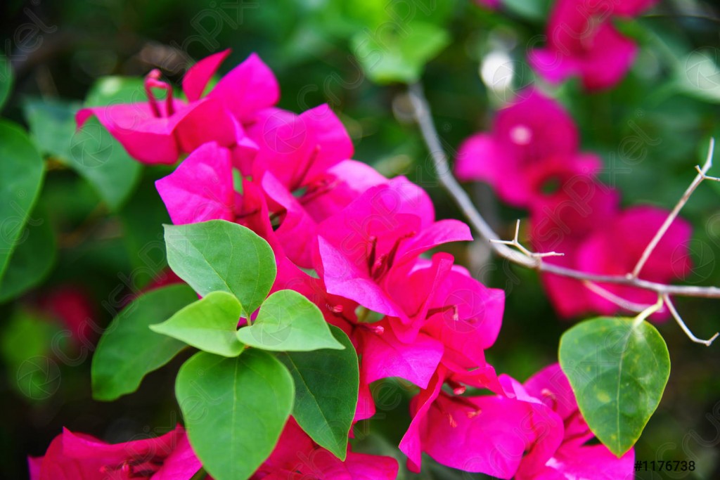 bougainvillea