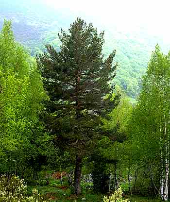 pinus-sylvestris