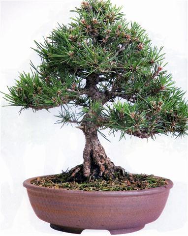 pinus thunbergiia