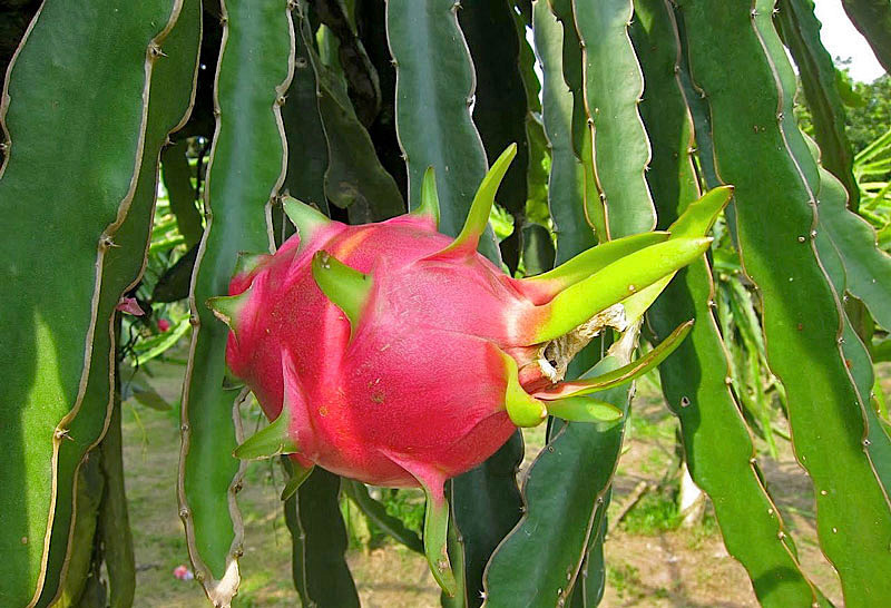 pitaia-ou-pitaya-1