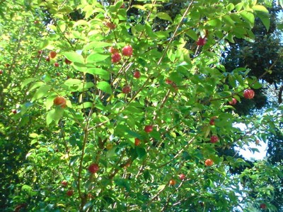 pitangueira.-eugenia uniflora