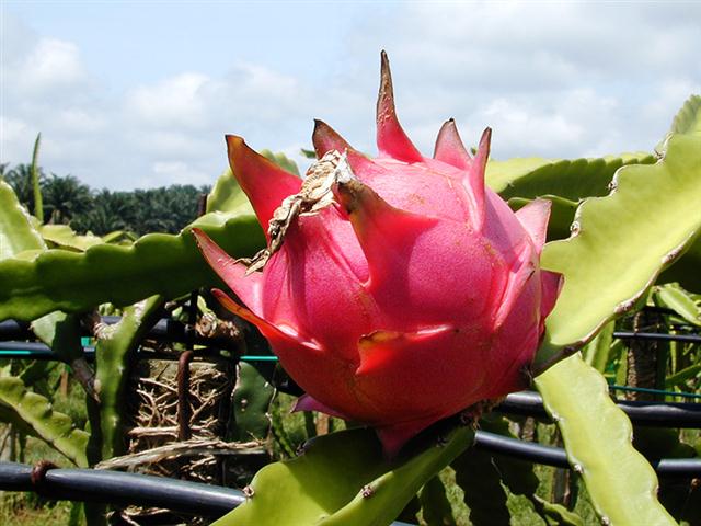 pitaya