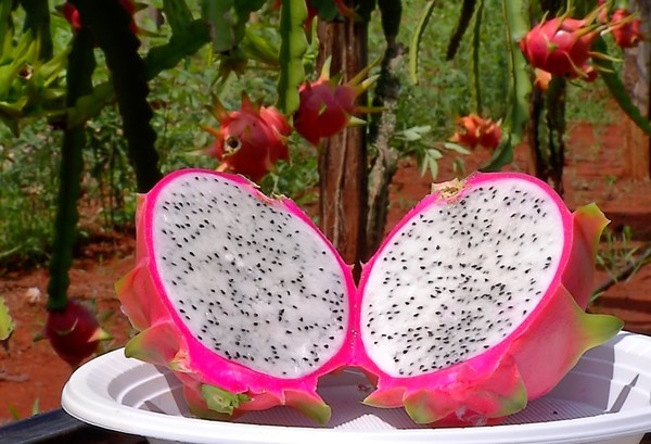 pitaya fruto