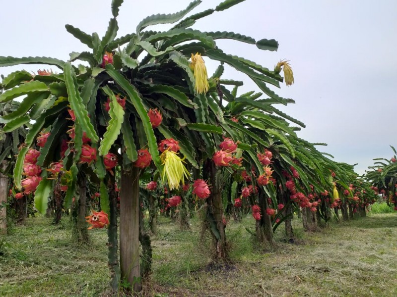 pitaya1