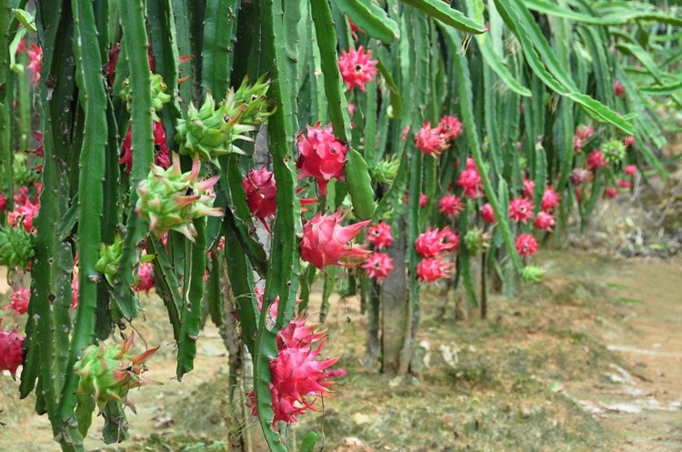 pitaya1