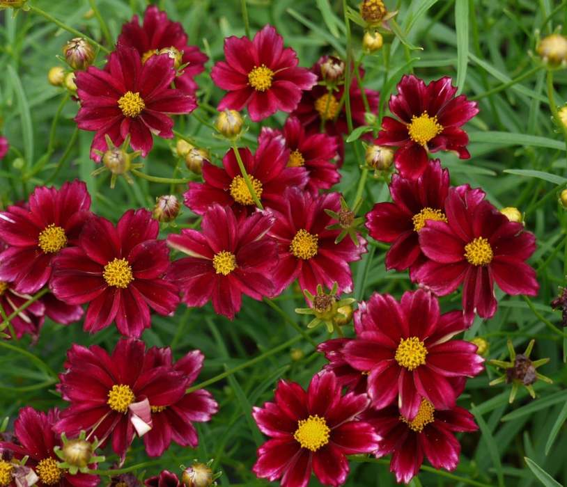 coreopsis