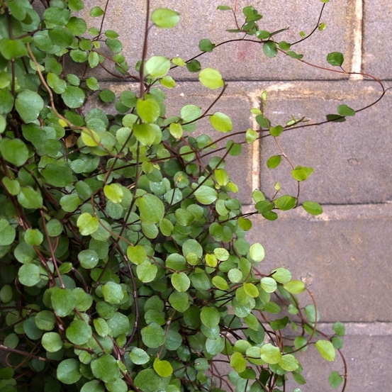 planta-arame-muehlenbeckia-complexa-1-1