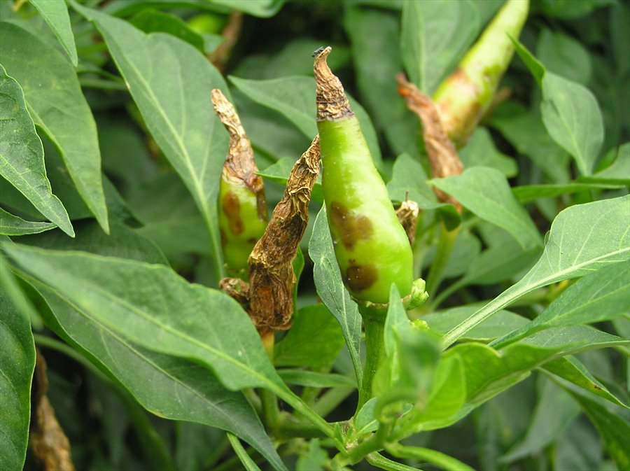 planta atacada pela Colletotrichum spp