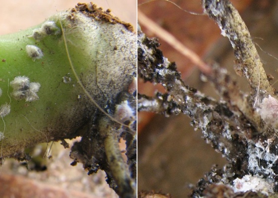 planta atacada por cochonilhas