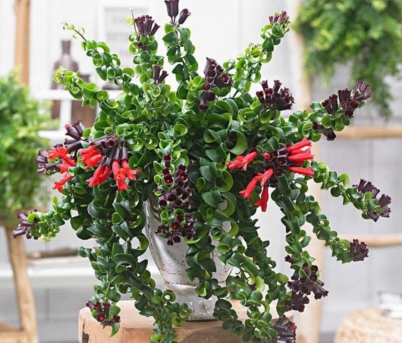 planta batom - Aeschynanthus radicans