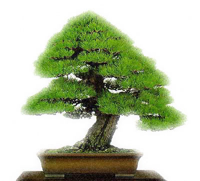 planta bonsai