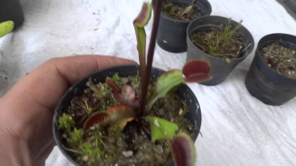 planta carnívora saindo da dormência