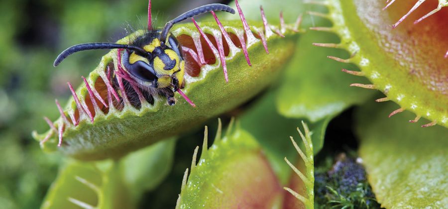 planta carnívora