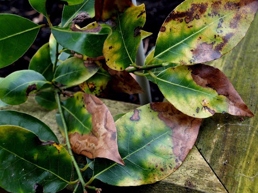 planta doente