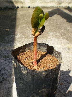 planta em saquinho