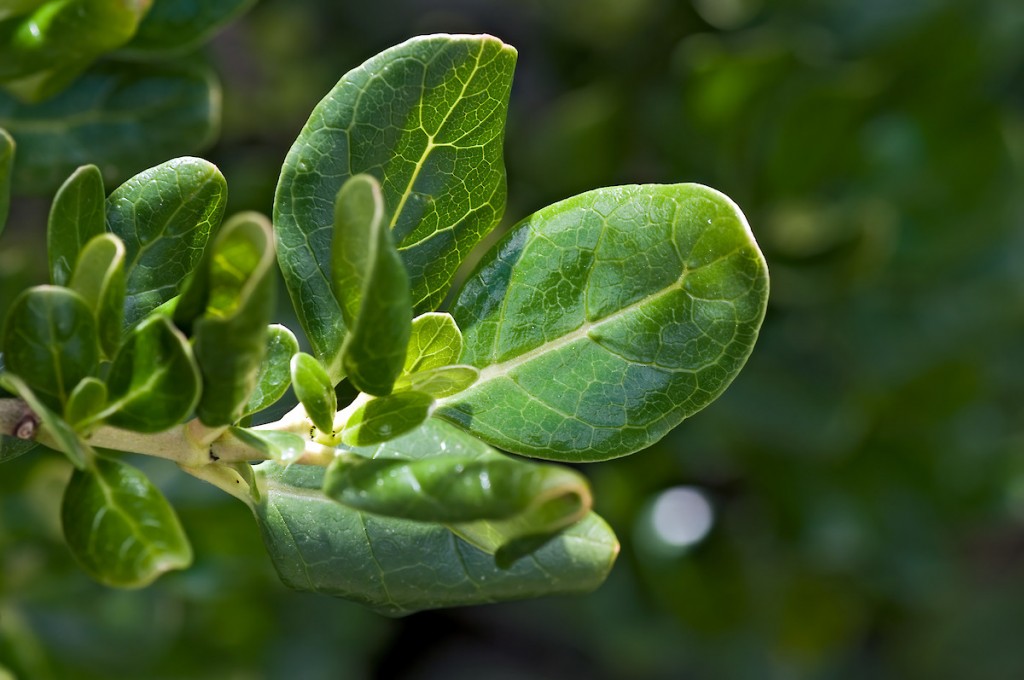 Coprosma repens