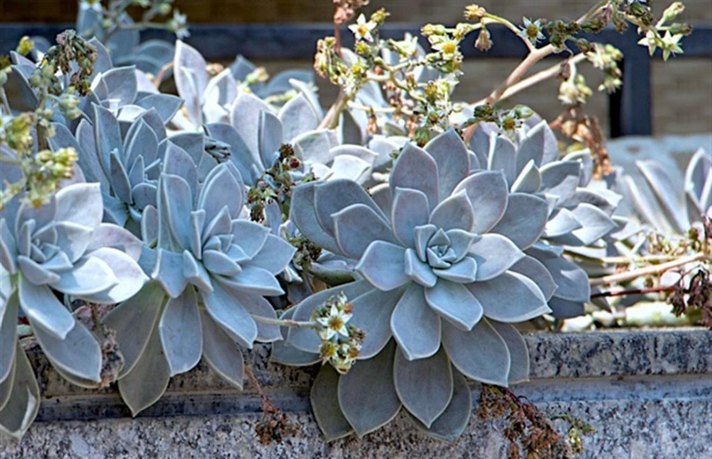 graptopetalum-paraguayense