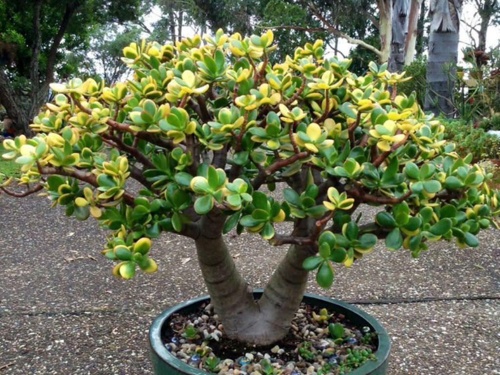 planta jade-2