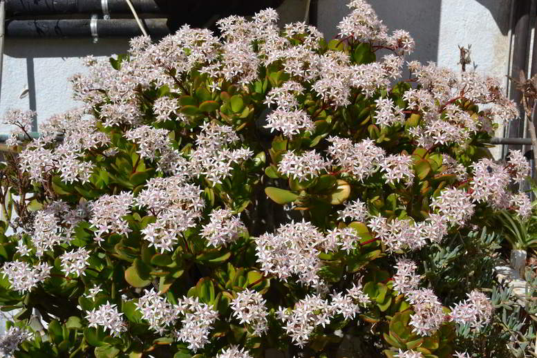 planta-jade-flores