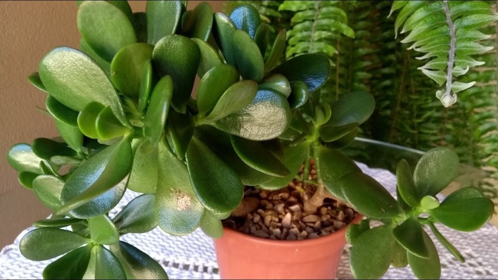 planta jade