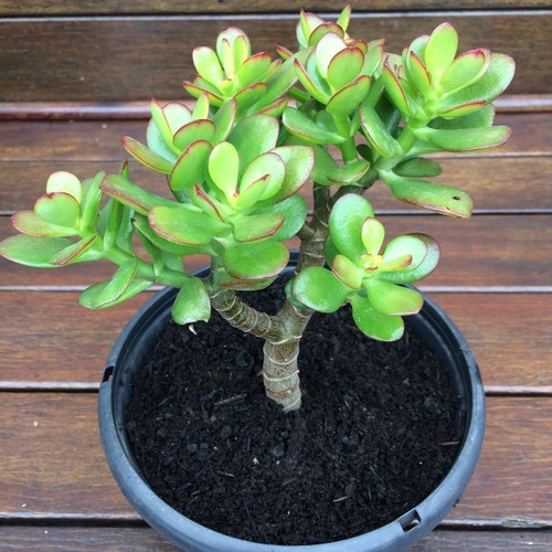 planta jade