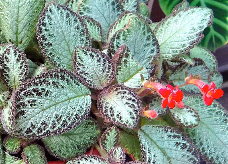 planta-tapete-episcia-cupreata