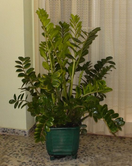 planta-zamioculca-2