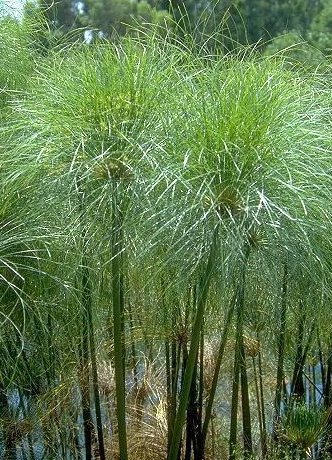 planta_