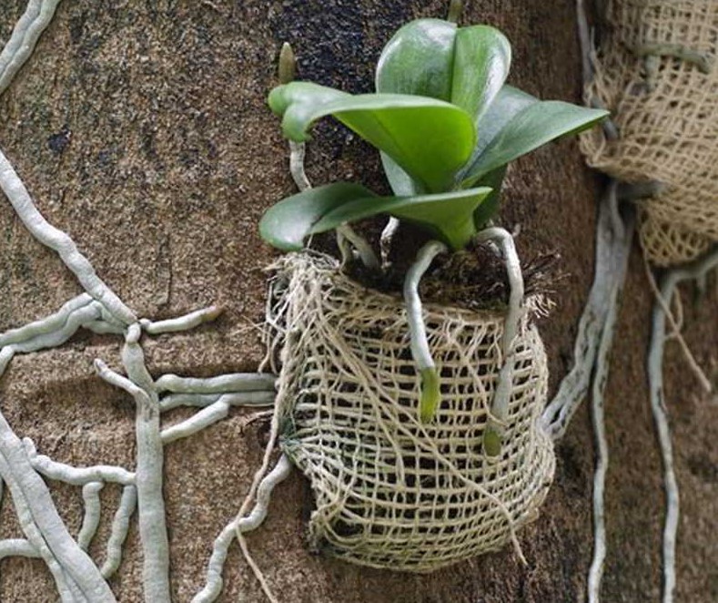 plantada em tronco de árvore