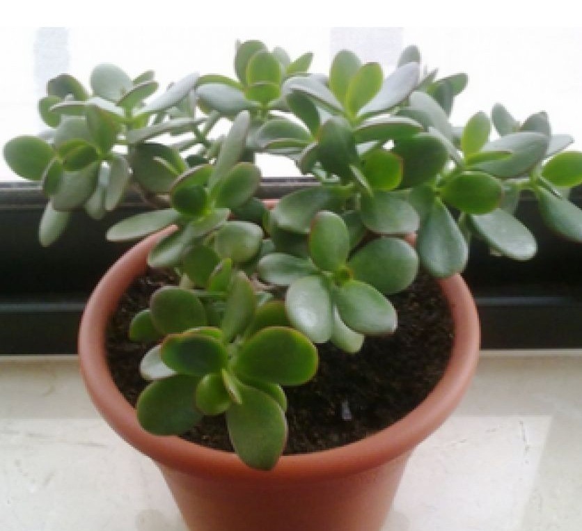 plantajade