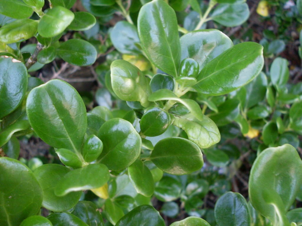 plantajade