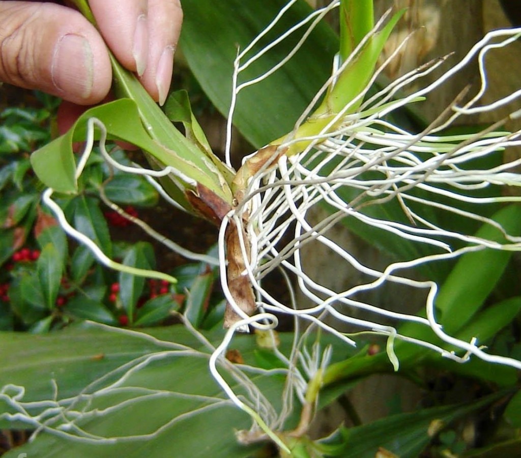 plantando-orquideas