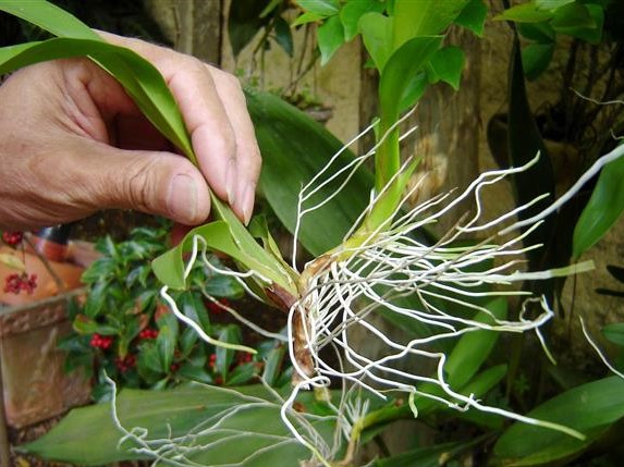 plantando-orquideas--2