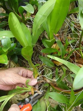 plantando-orquideas-2.jpg-