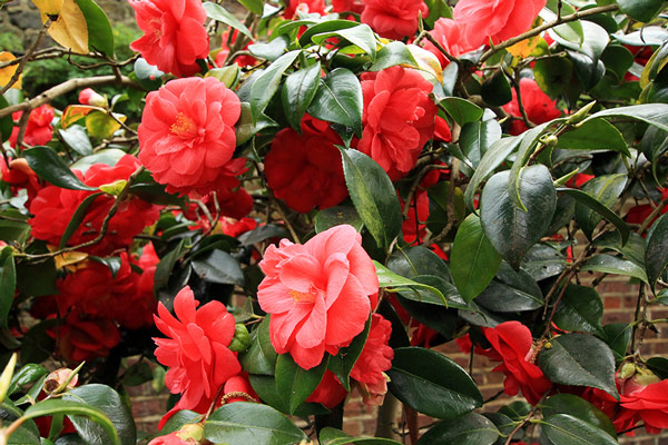 camelias-2