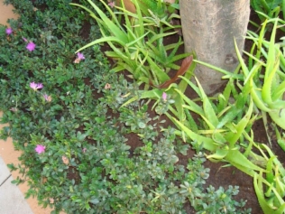 plantas (2)