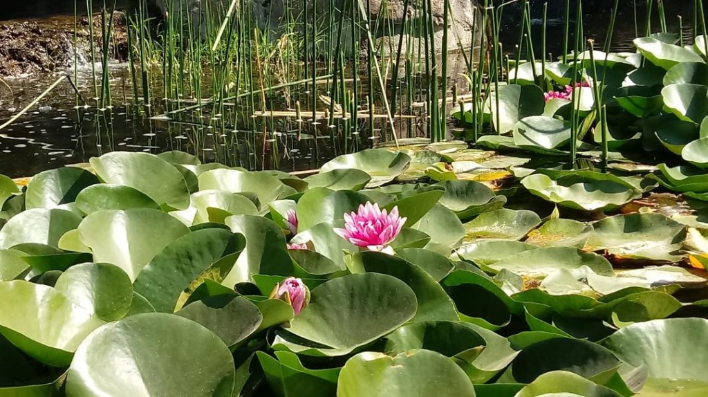 plantas aquáricas