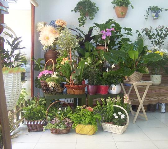 plantas-de-interior-2