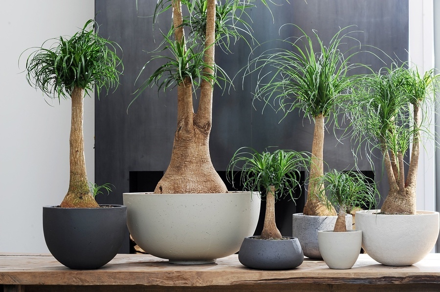 plantas-de-interior-850943