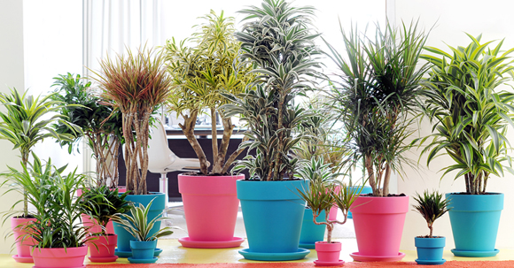 plantas de interior