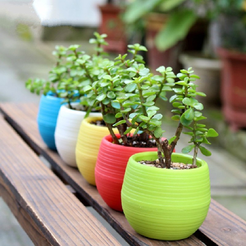 plantas de vaso