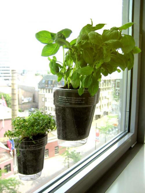 plantas dentro de casa