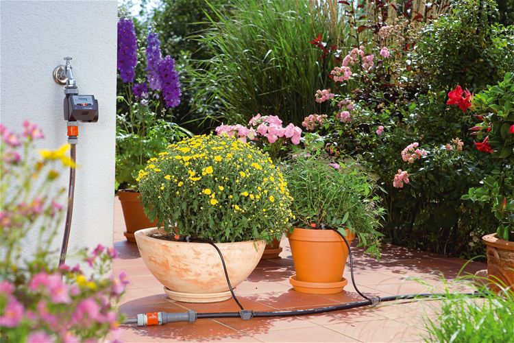 plantas em terraços