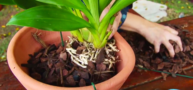 plantas-em-vasos