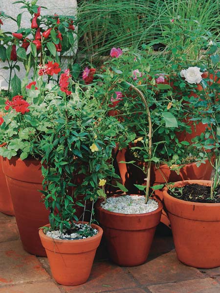 plantas em vasos